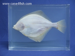 Foto Galerie/Pleuronectiformes/Platichthys flesus/Platichthys flesus_03_S.jpg